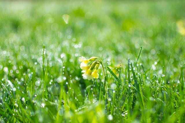 Flower in grass