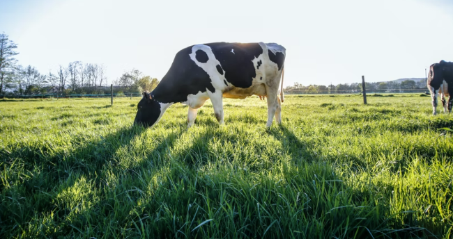 Cow on farm