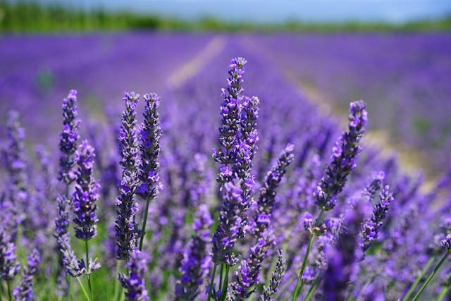 lavender farm