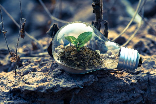 Leaf in a lightbulb on dirt